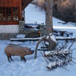 Tradiție Ignat "Tăierea porcului"