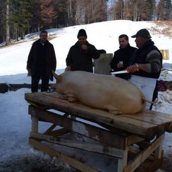 Tradiție Ignat "Tăierea porcului"